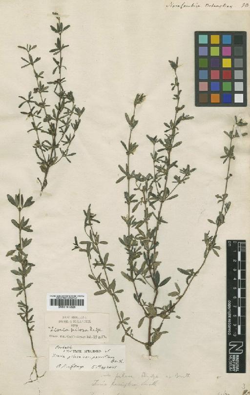 Zieria pilosa var. parviflora Benth. - BM001015526