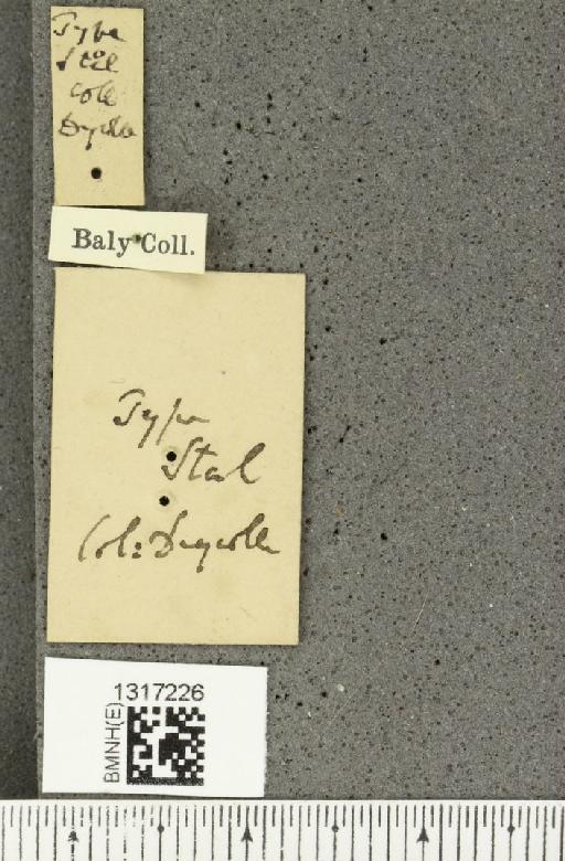 Calligrapha notatipennis Stål, 1859 - BMNHE_1317226_a_label_17022