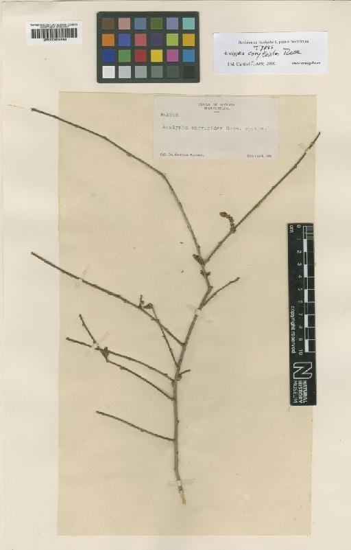 Acalypha coryloides Rose - BM000939660