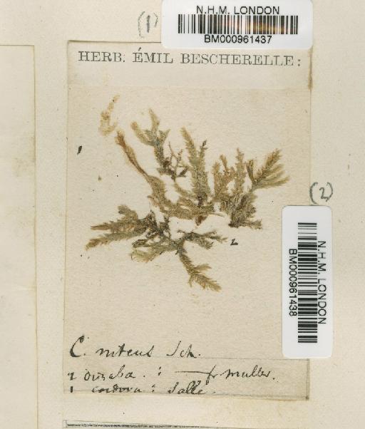Entodon macropodus (Hedw.) Müll.Hal. - BM000961437
