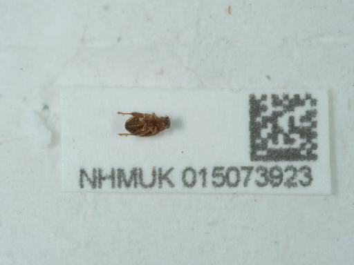 Longitarsus (Longitarsus) luridus (Scopoli, 1763) - 015073923_2