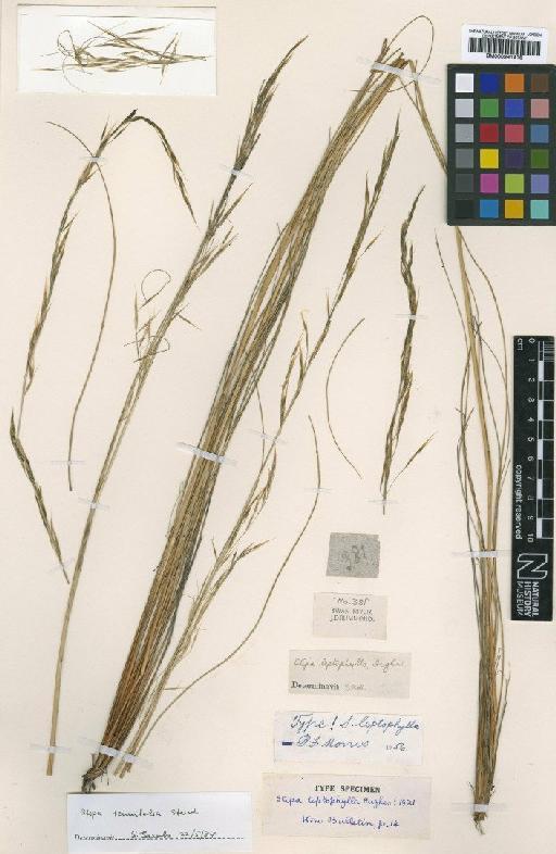 Stipa leptophylla Hughes - BM000991416