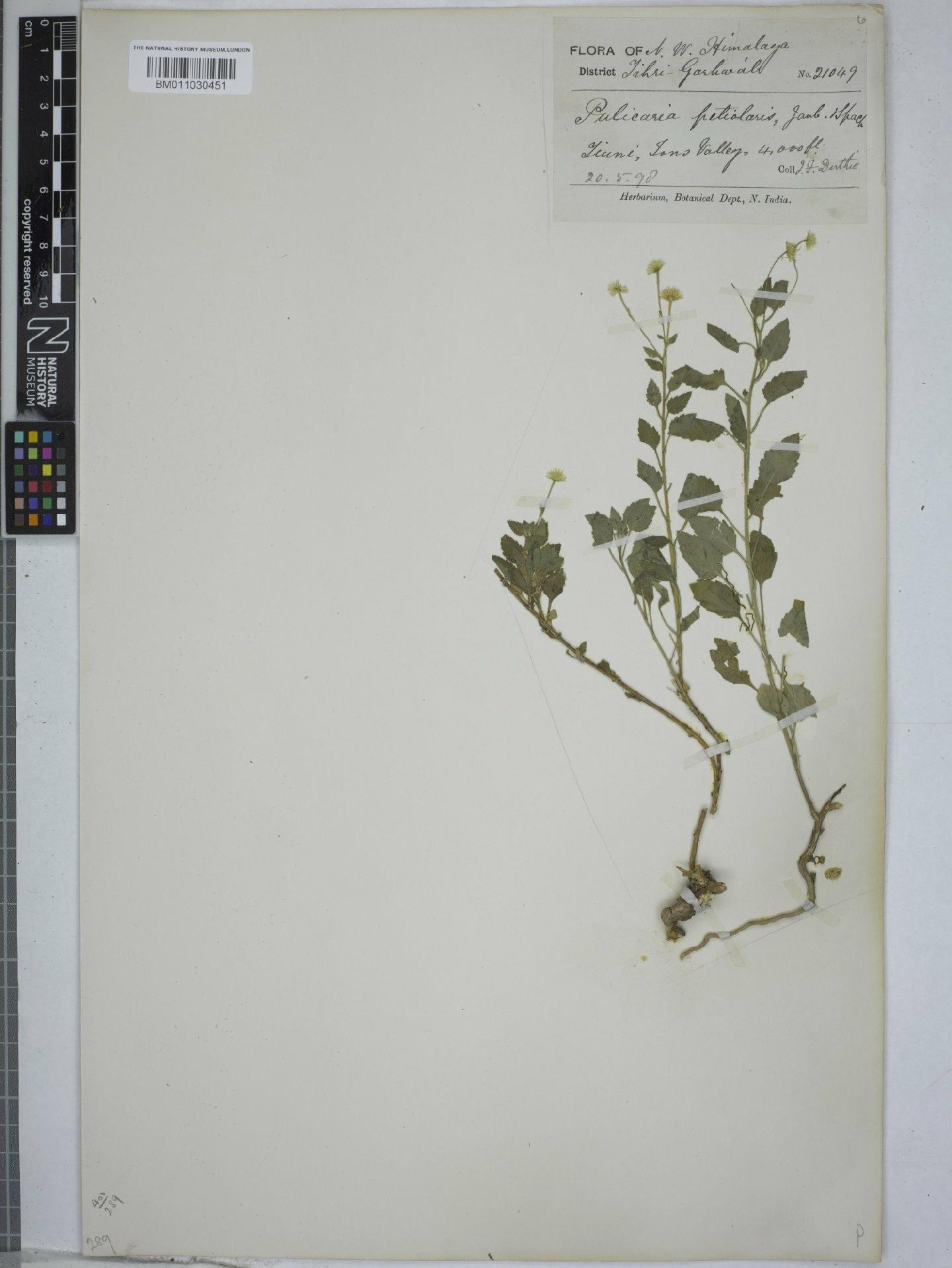To NHMUK collection (Pulicaria petiolaris Jaub. & Spach; NHMUK:ecatalogue:9154145)