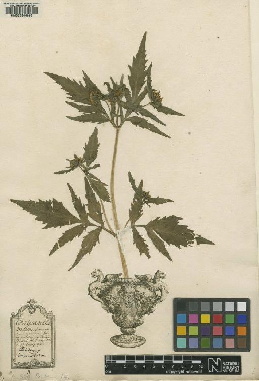 Bidens tripartita L. - BM000646986