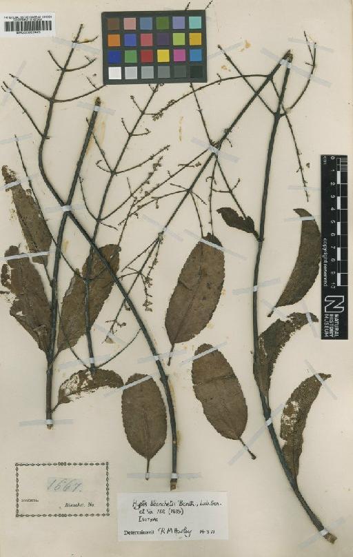 Eriope blanchetii (Benth.) Harley - BM000992900