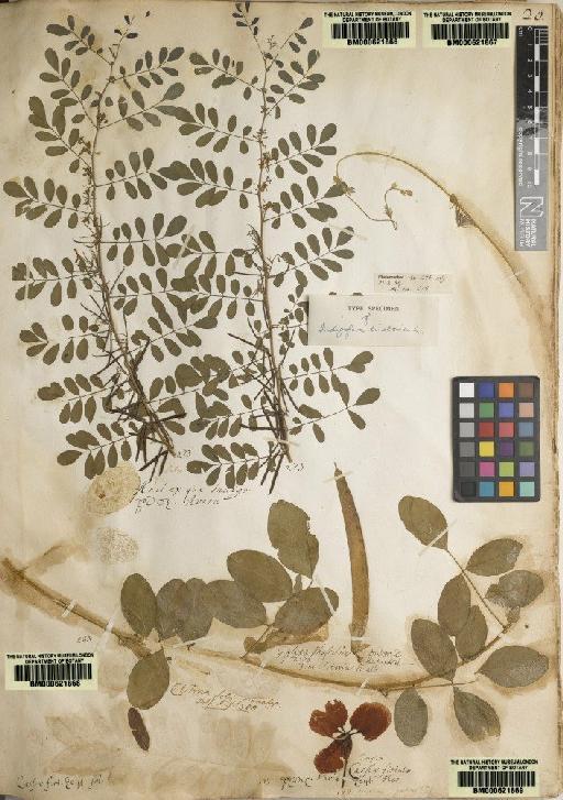 Cassia fistula L. - BM000621869