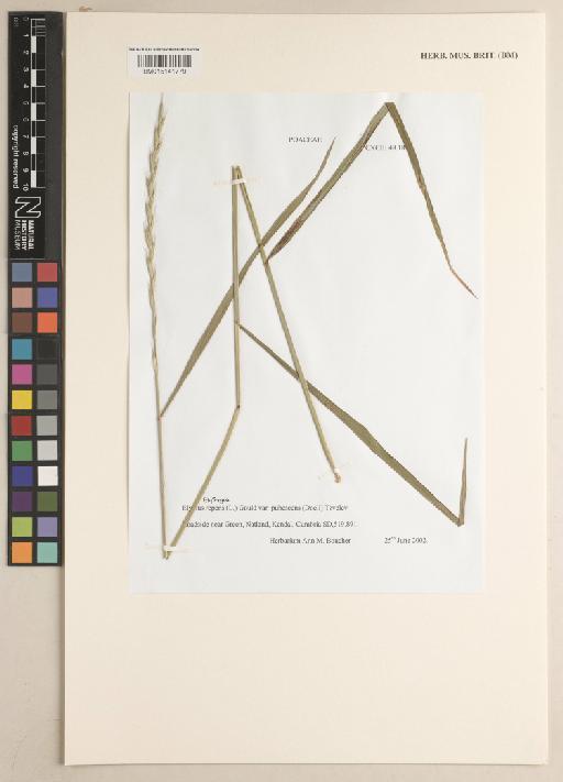 Elymus repens (L.) Gould - 015141779
