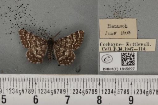Macaria carbonaria (Clerck, 1759) - BMNHE_1845697_422637