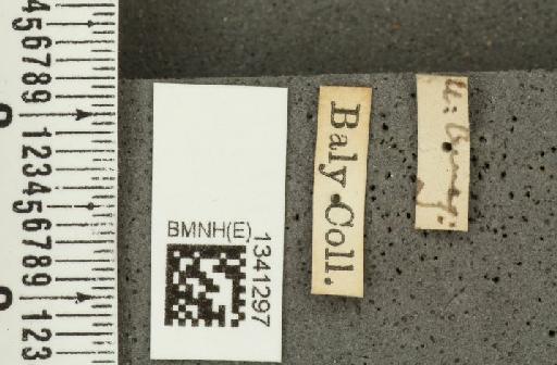 Diabrotica pallescens Baly, 1890 - BMNHE_1341297_label_23000