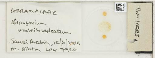 Plantae Haeckel - 014224576_289748_4514081