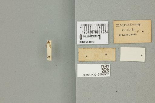 Nyctiophylax abruptus Banks, 1913 - 012498931_reverse