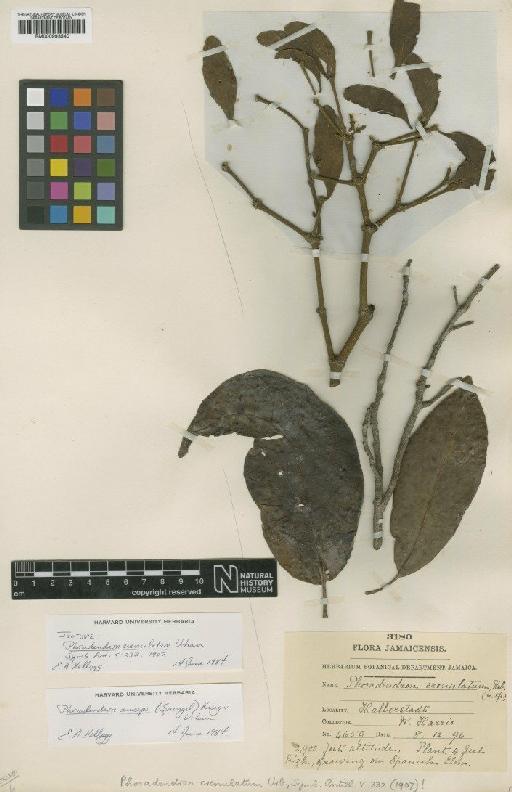 Phoradendron crenulatum Urb. - BM000993540