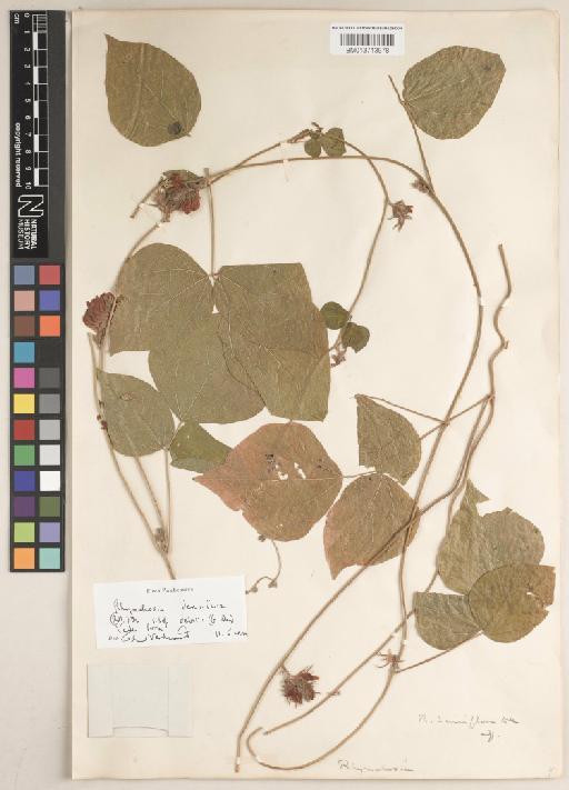 Rhynchosia densiflora (Roth) DC. - BM013713978