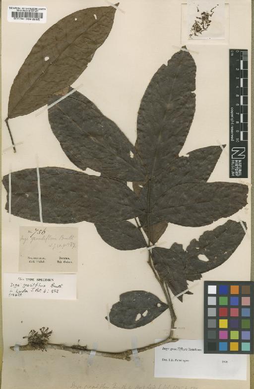 Inga graciliflora Benth. - BM000541069