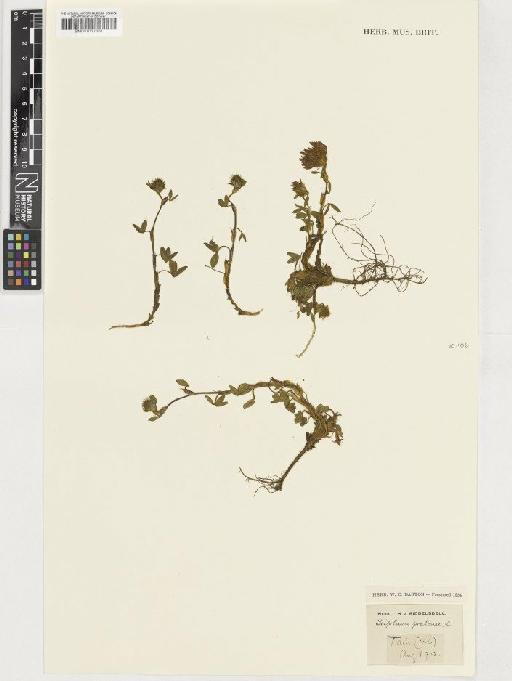 Trifolium pratense L. - BM001037361