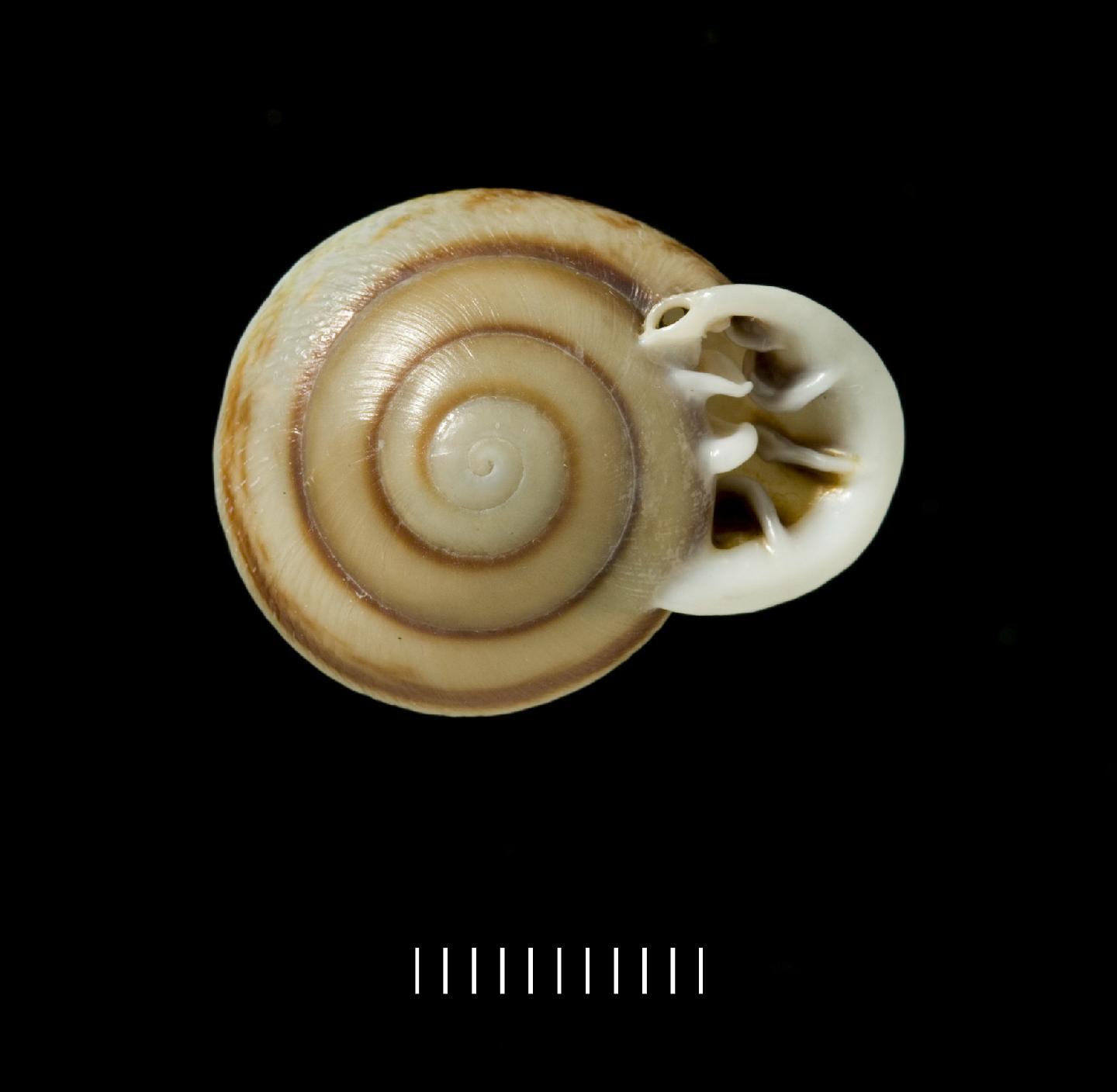 To NHMUK collection (Anostoma carinatum Pfeiffer, 1853; SYNTYPE(S); NHMUK:ecatalogue:722683)