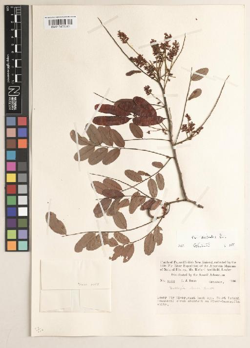 Dalbergia densa var. australis Prain - BM013405361