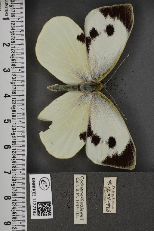 Pieris brassicae ab. fasciata Kiefer, 1918 - BMNHE_1127193_84314