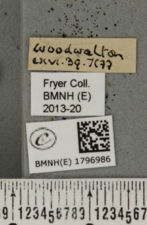 Perizoma flavofasciata (Thunberg, 1792) - BMNHE_1796986_label_373114