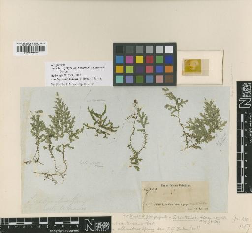 Selaginella tenella (P.Beauv.) Spring - BM000936504