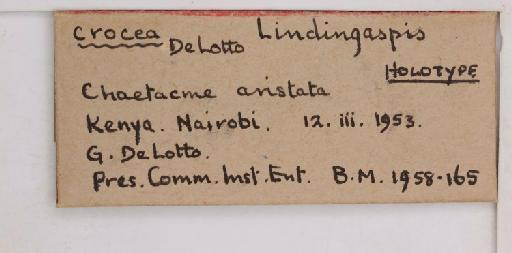 Lindingaspis crocea De Lotto, 1957 - 010714575_additional