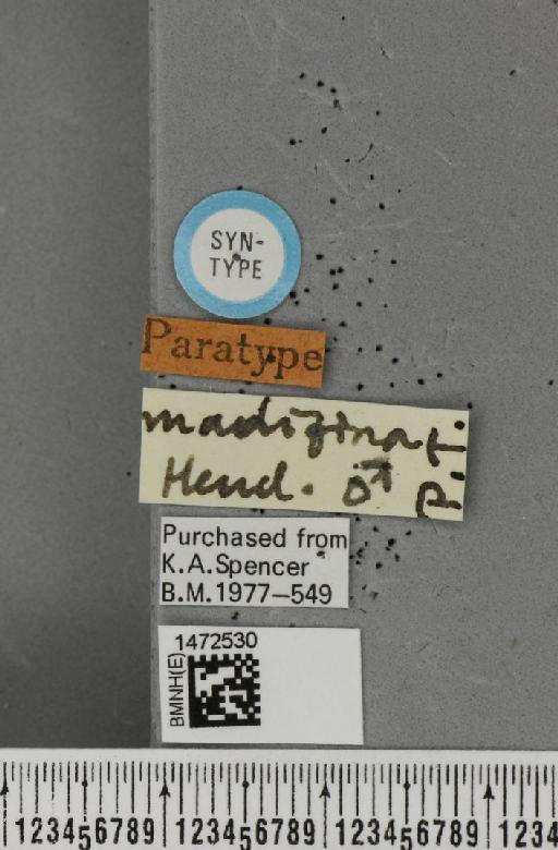 Ophiomyia madizina Hendel, 1920 - BMNHE_1472530_label_60318