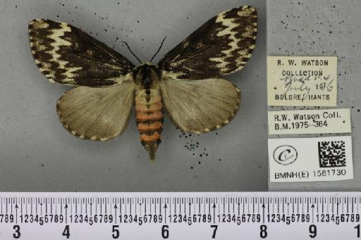 Lymantria monacha (Linnaeus, 1758) - BMNHE_1561730_252501
