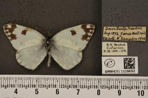 Pontia daplidice (Linnaeus, 1758) - BMNHE_1116692_68806