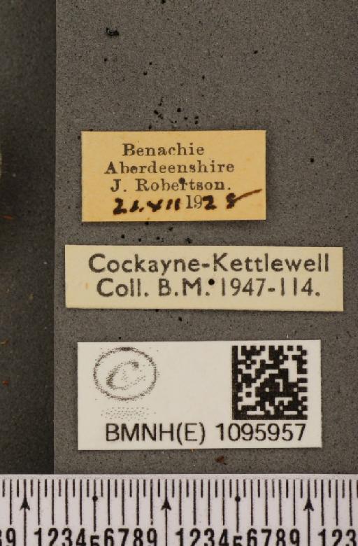 Coenonympha tullia scotica (Müller, 1764) - BMNHE_1095957_label_7107