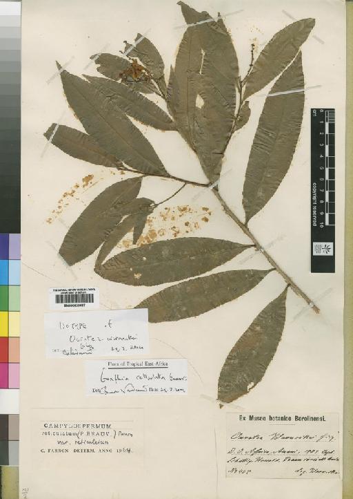 Ouratea reticulata (P.Beauv.) Engl. - BM000839687