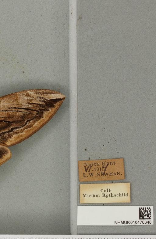 Sphinx ligustri Linnaeus, 1758 - NHMUK_010476348_label_533733