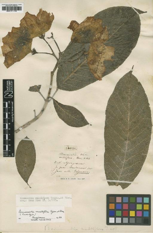 Beaumontia multiflora Teijsm. & Binn. - BM001014128