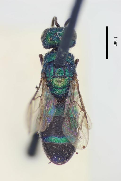 Chrysis nila Bingham, C.T., 1903 - Chrysis_nila-BMNH(E)#970902_type-dorsal-2_5X