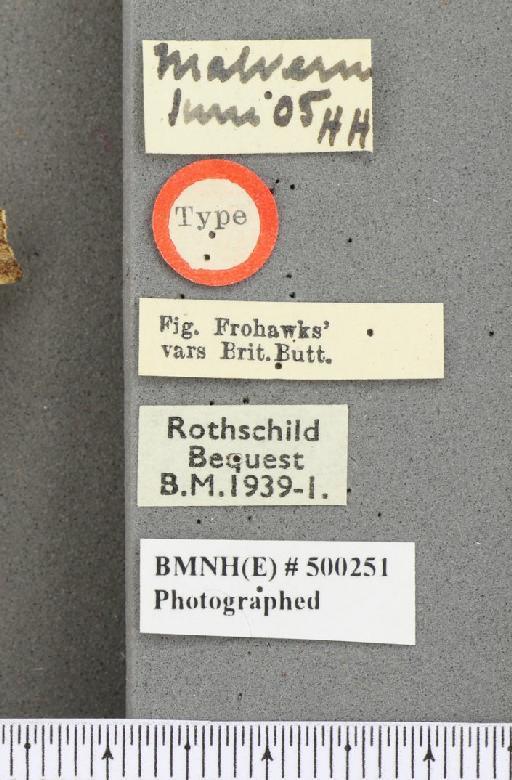 Polygonia c-album ab. dilutus Frohawk, 1938 - BMNHE_500251_label_22780