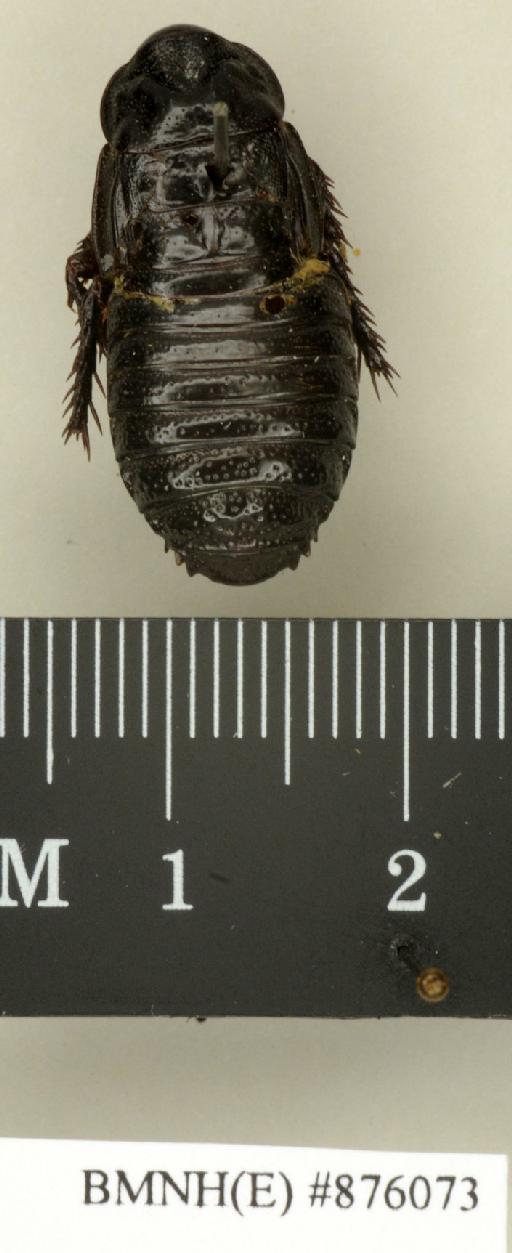 Salganea foveolata Saussure, 1895 - Salganea foveolata Saussure, 1895, male, non type, dorsal. Photographer: Edward Baker. BMNH(E)#876073