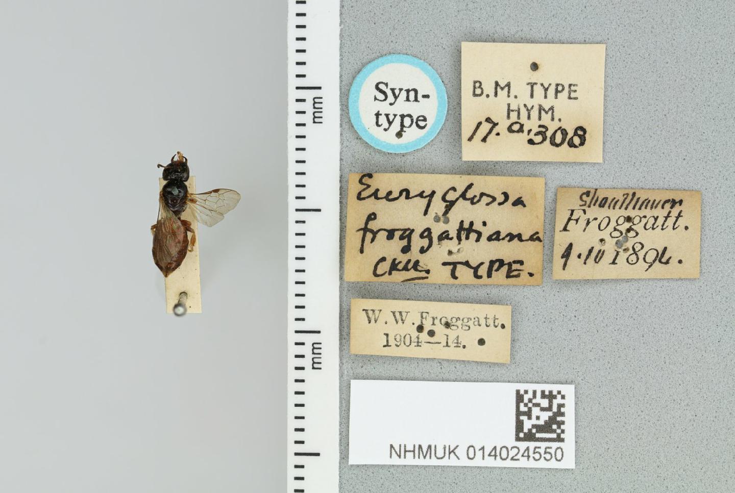 Melittosmithia froggattiana thumbnail