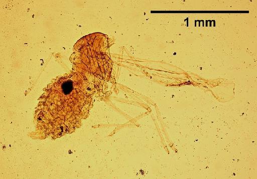 Triommata coccotroctes Barnes, 1931 - Triommata_coccotroctes-251847-body