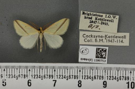 Rhodometra sacraria ab. labda Cramer, 1777 - BMNHE_1599753_300691