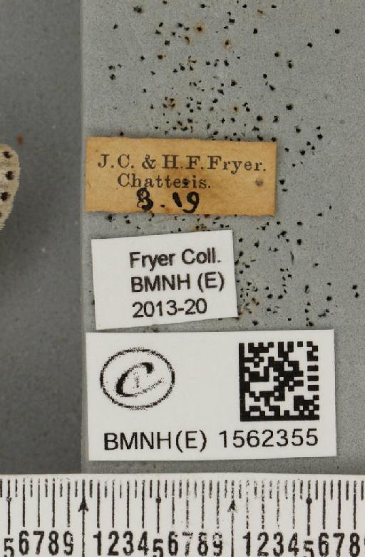 Furcula bifida Brahm, 1787 - BMNHE_1562355_label_242379