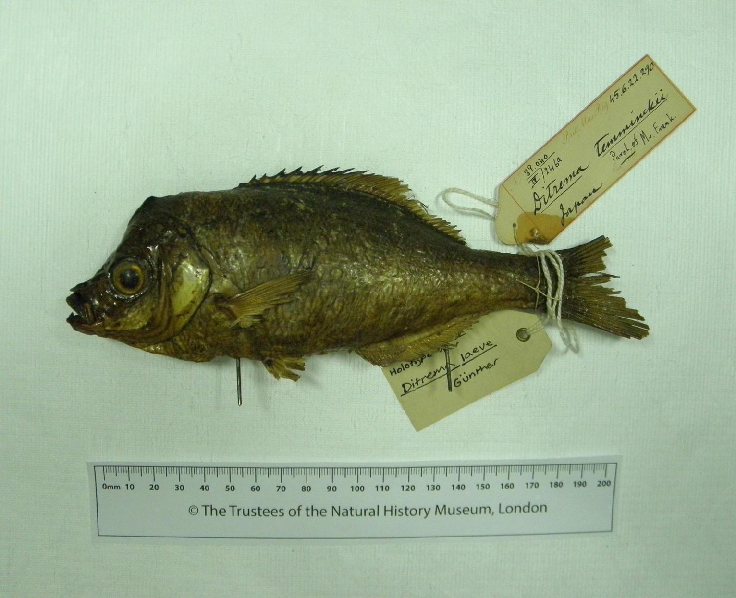 To NHMUK collection (Ditrema laeve Günther, 1860; HOLOTYPE; NHMUK:ecatalogue:2578442)