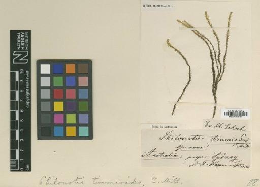 Bartramia timmioides Müll.Hal. - BM001087030