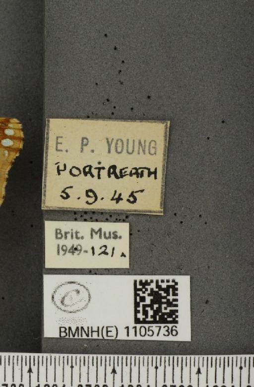 Issoria lathonia (Linnaeus, 1758) - BMNHE_1105736_label_17192