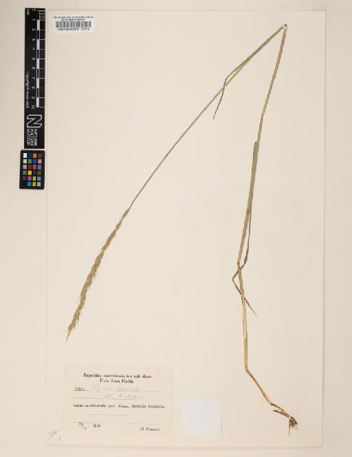 Elymus dahuricus Turcz. ex Griseb. - 000064369