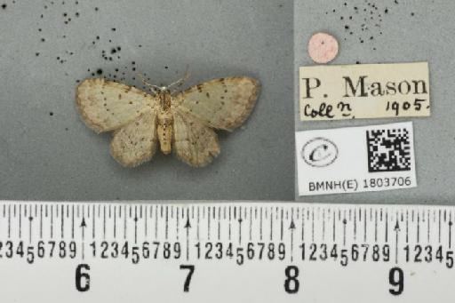 Pasiphila debiliata (Hübner, 1817) - BMNHE_1803706_378768