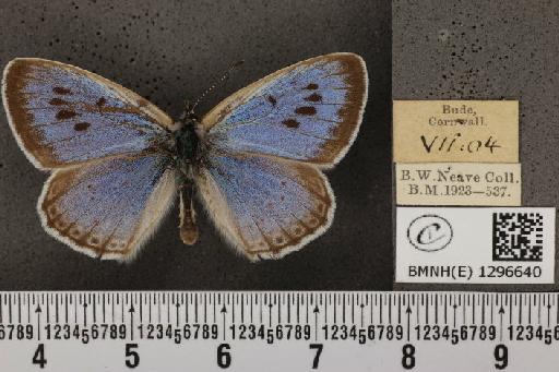 Maculinea arion eutyphron (Fruhstorfer, 1915) - BMNHE_1296640_133965