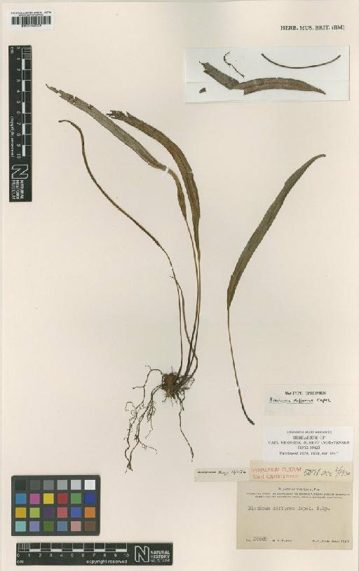 Blechnum difforme Copel. - BM001048276