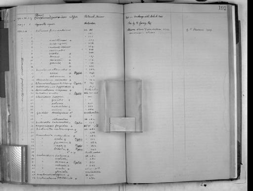 Paraeuchaeta biloba Farran, 1929 - Zoology Accessions Register: Crustacea: 1905 - 1935: page 192