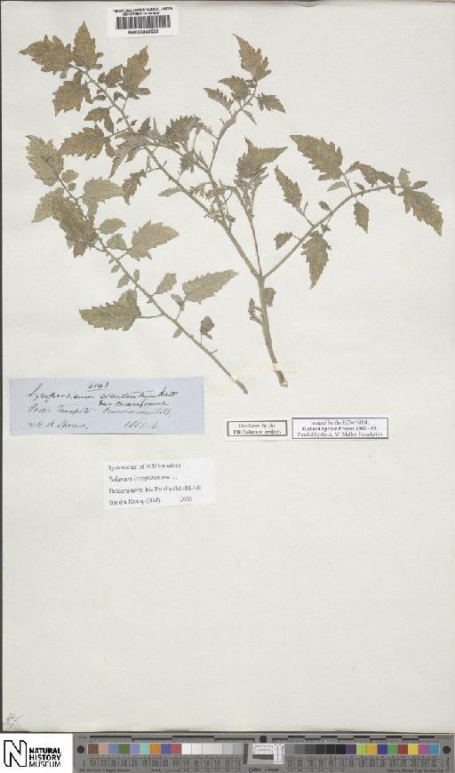 Lycopersicon esculentum var. ceraciforme (Dunal) Gray - BM000849509