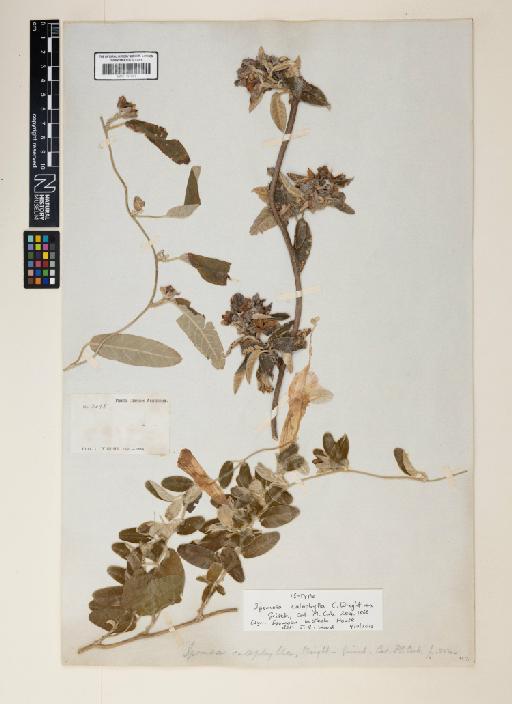 Ipomoea lacteola House - 001191381