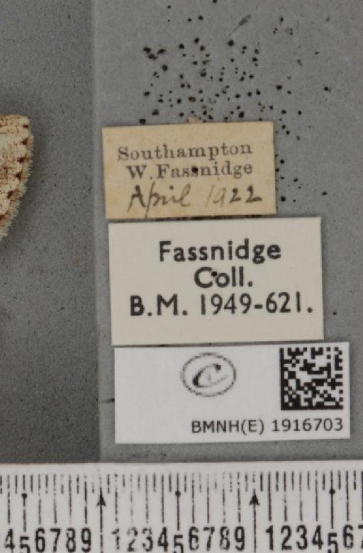 Ectropis crepuscularia (Denis & Schiffermüller, 1775) - BMNHE_1916703_label_483470